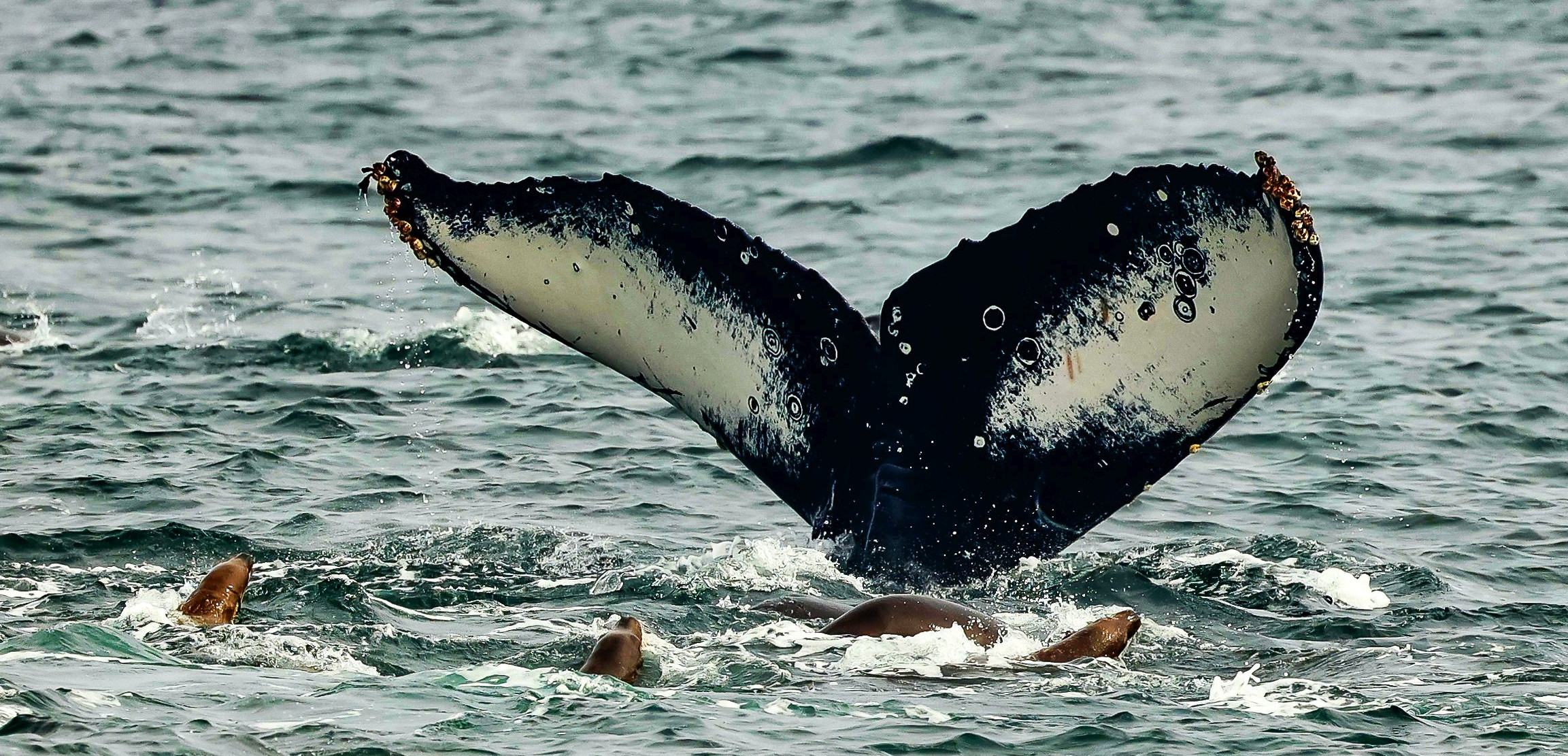 humpback whale tail