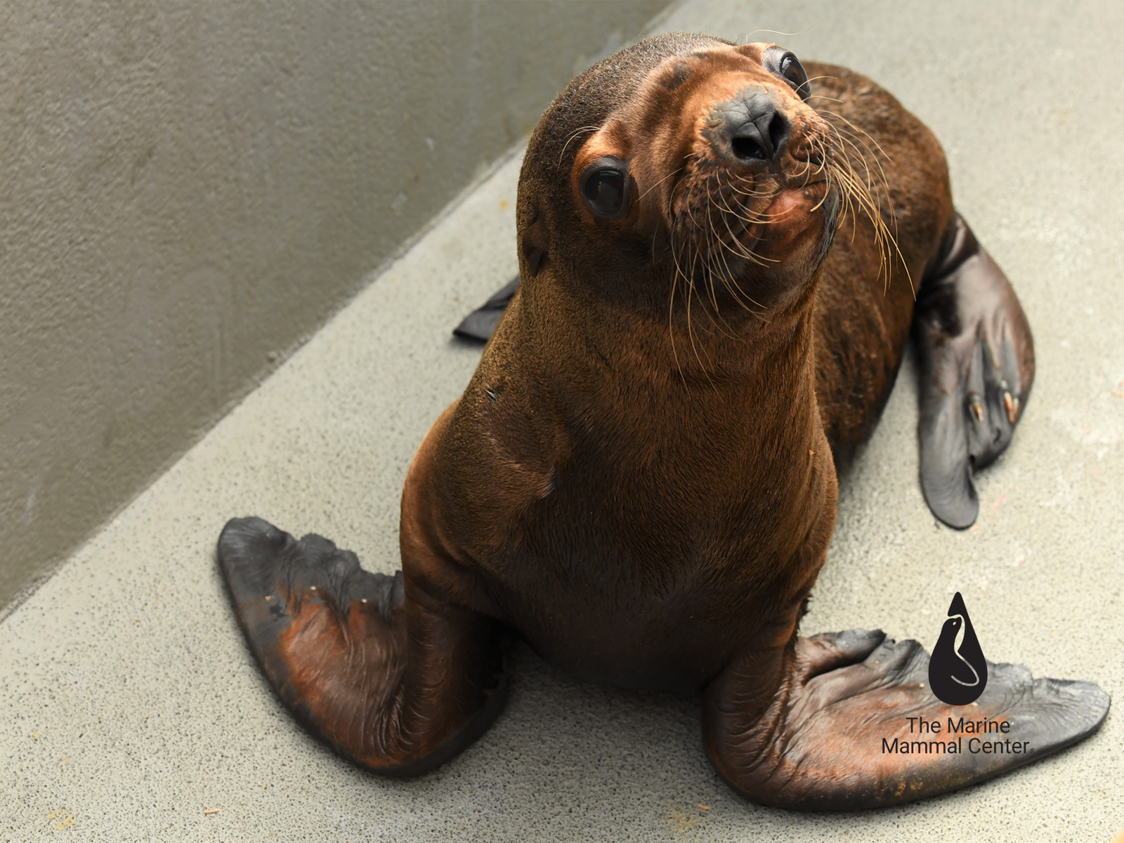 The Marine Mammal Center | Downloadable Wallpapers The Marine Mammal Center | Downloadable Wallpapers