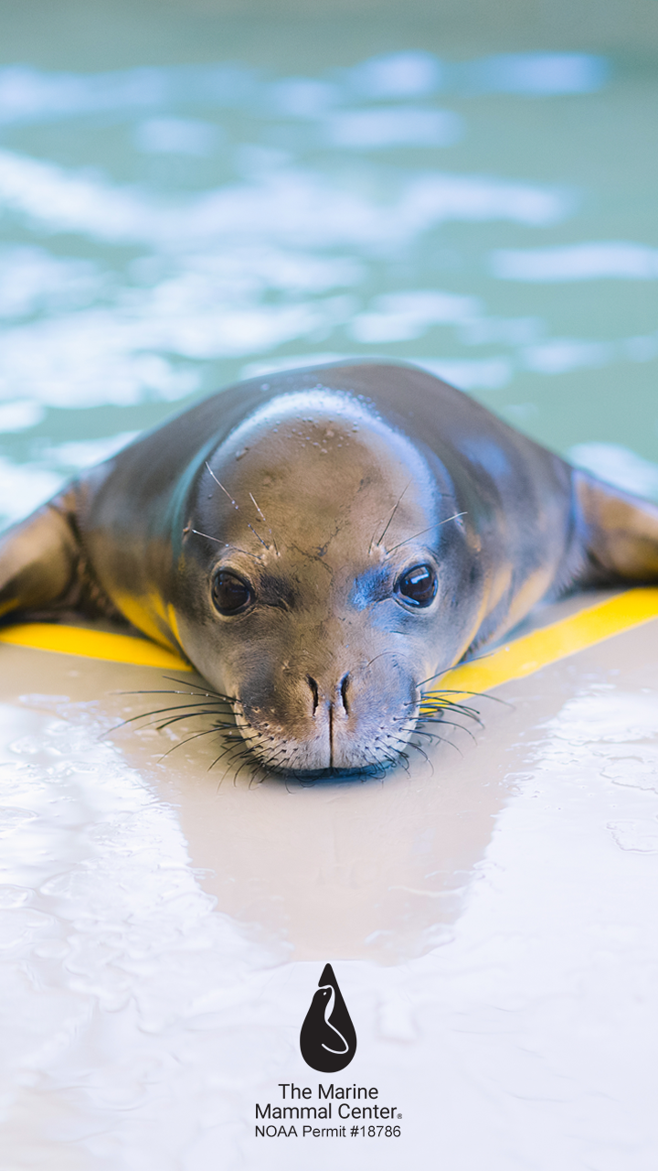 The Marine Mammal Center | Downloadable Wallpapers
