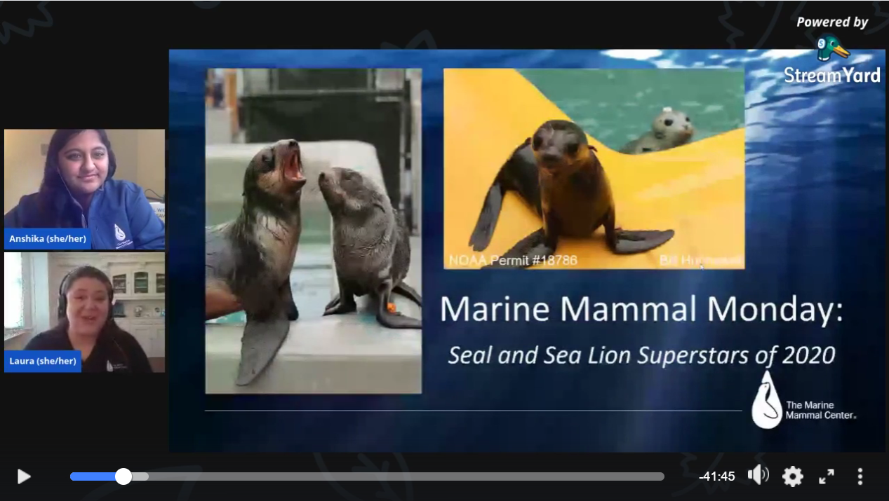 2020 Seal and Sea Lion Superstars