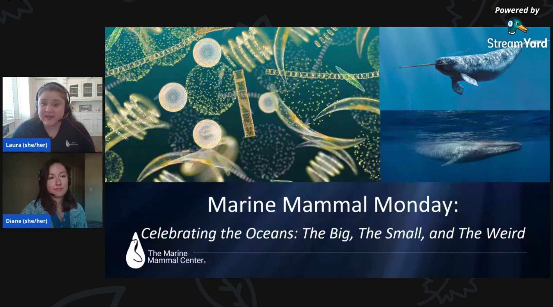 screenshot of Marine Mammal Monday: Parents and Pups video