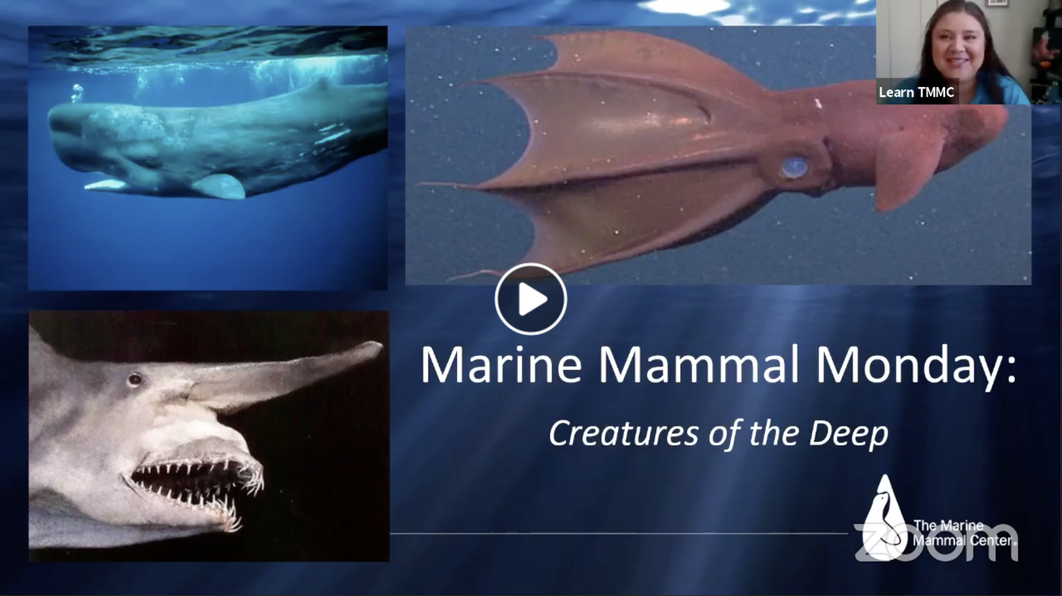Marine Mammal Monday: Creatures of the Deep