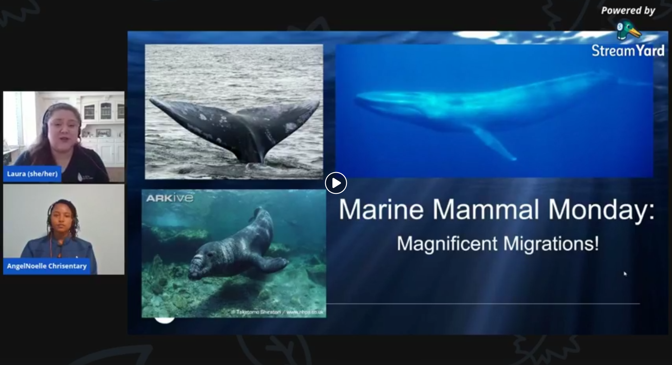 screenshot of Marine Mammal Monday: Magnificent Migrations video