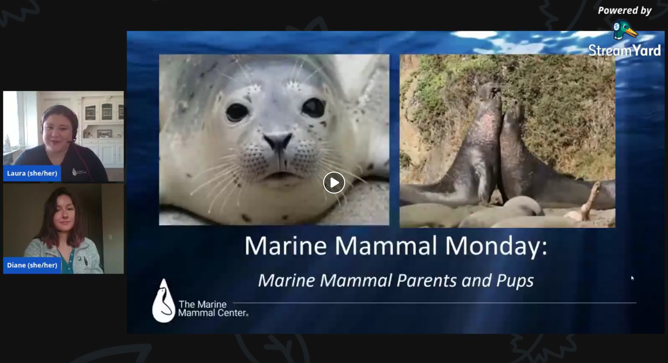 screenshot of Marine Mammal Monday: Parents and Pups video