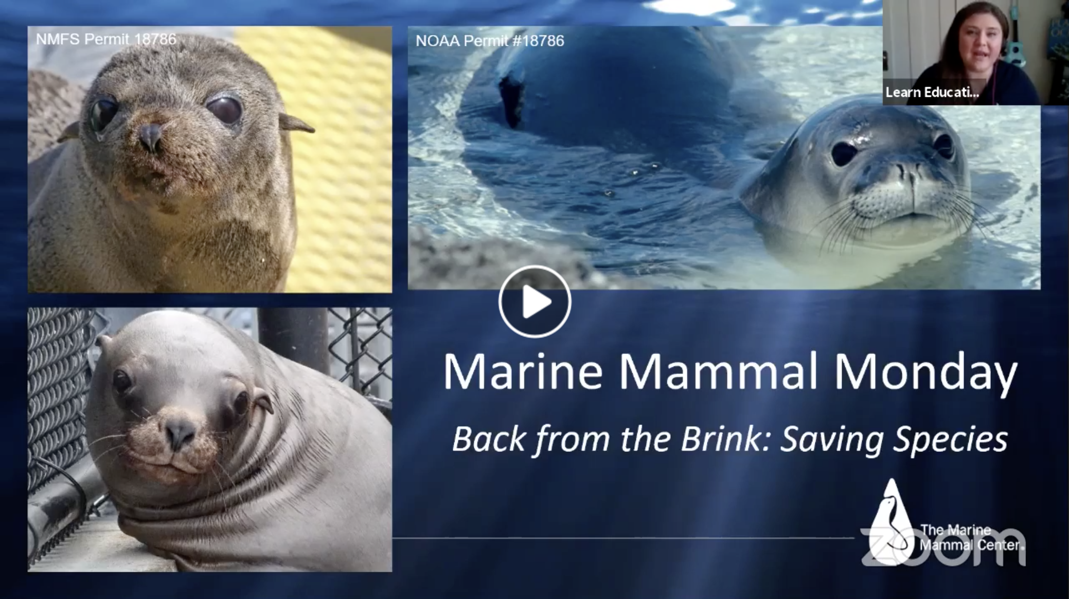 Marine Mammal Monday: Saving Species