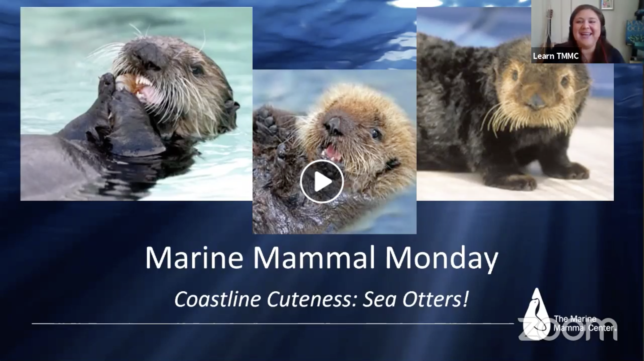 Marine Mammal Monday: Sea Otter Spectacular