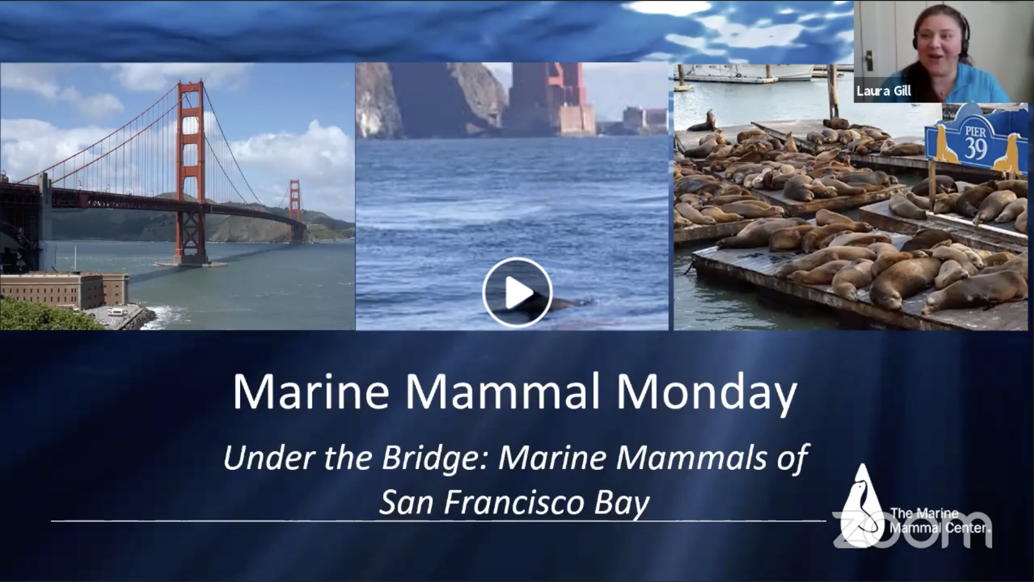 Marine Mammals of the San Francisco Bay