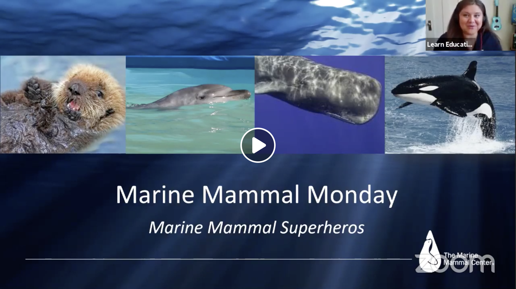 Marine Mammal Monday: Marine Mammal Superheroes