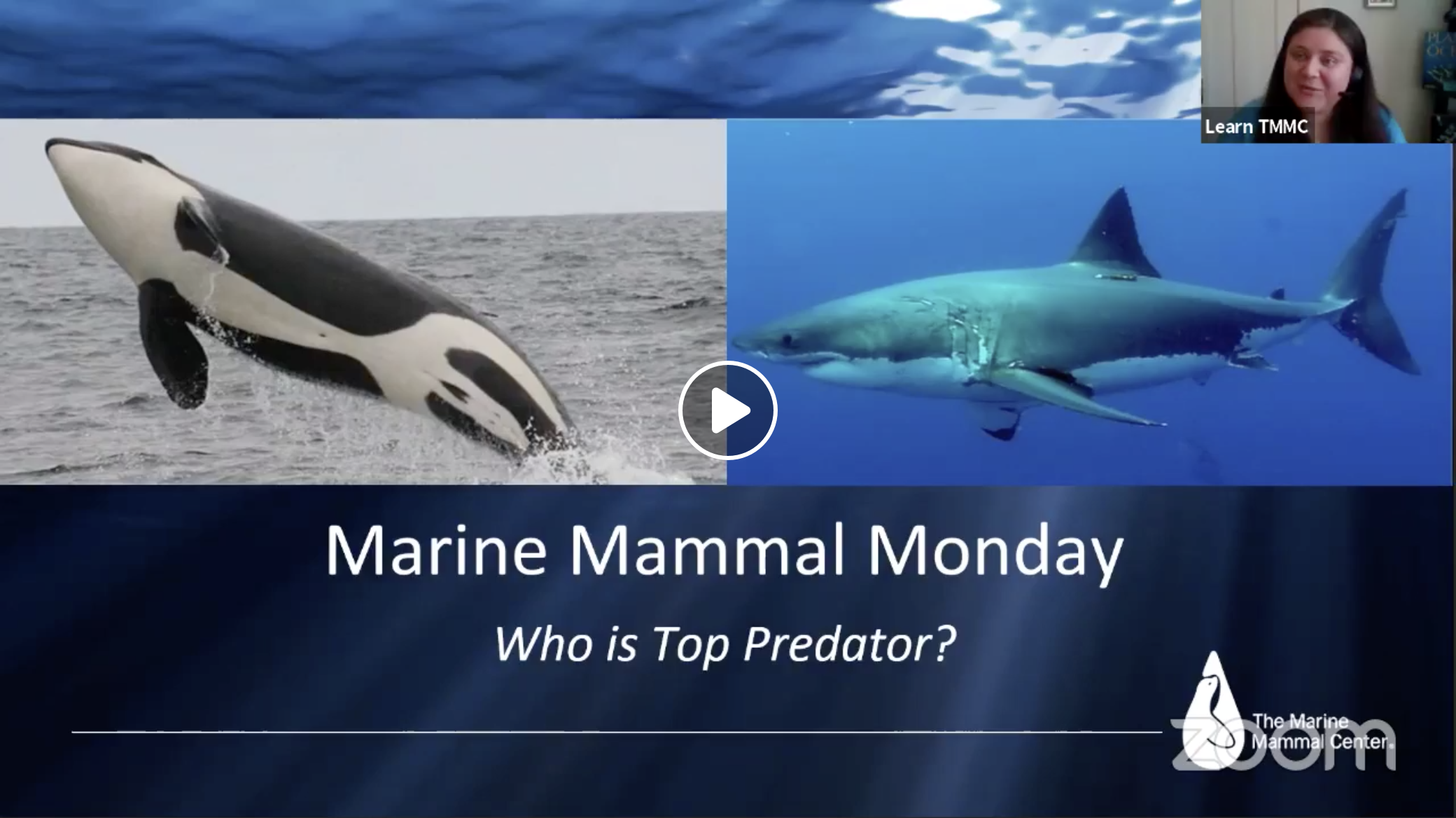 Marine Mammal Monday: Top Predators