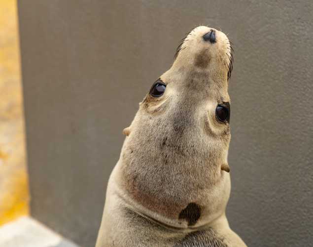 sea lion named weasel