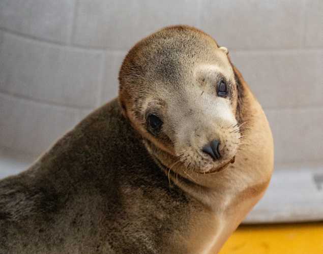 California sea lion