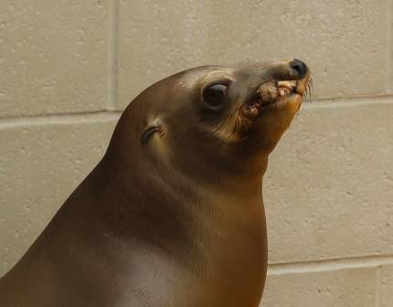 California sea lion Houlettes