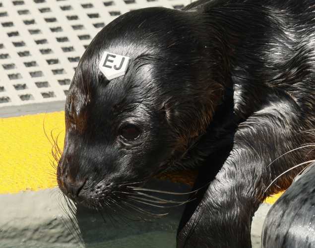 harbor seal Todd
