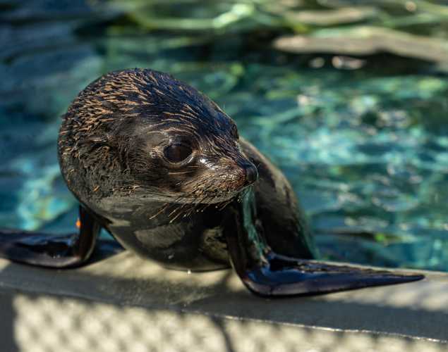Guadalupe fur seal