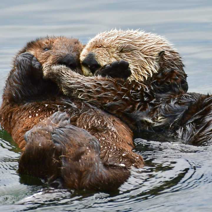 Sea otter and pup Morro Bay