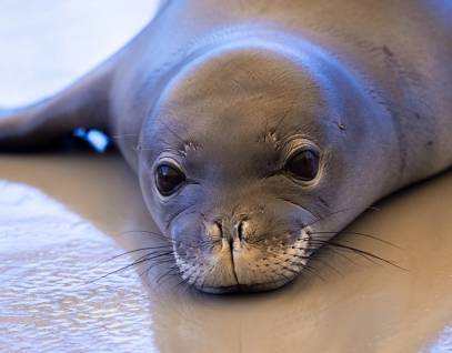 Hawaiian monk seal PP08