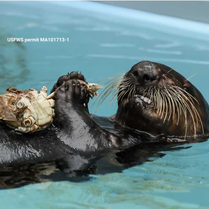 sea otter Pip