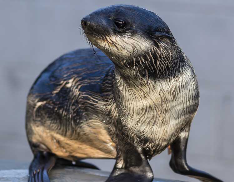 northern fur seal Hermulligan balances on the pool edge