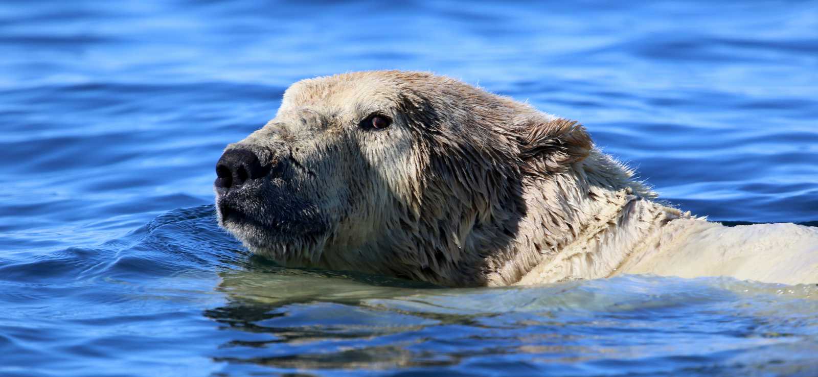 The Marine Mammal Center | Polar Bears