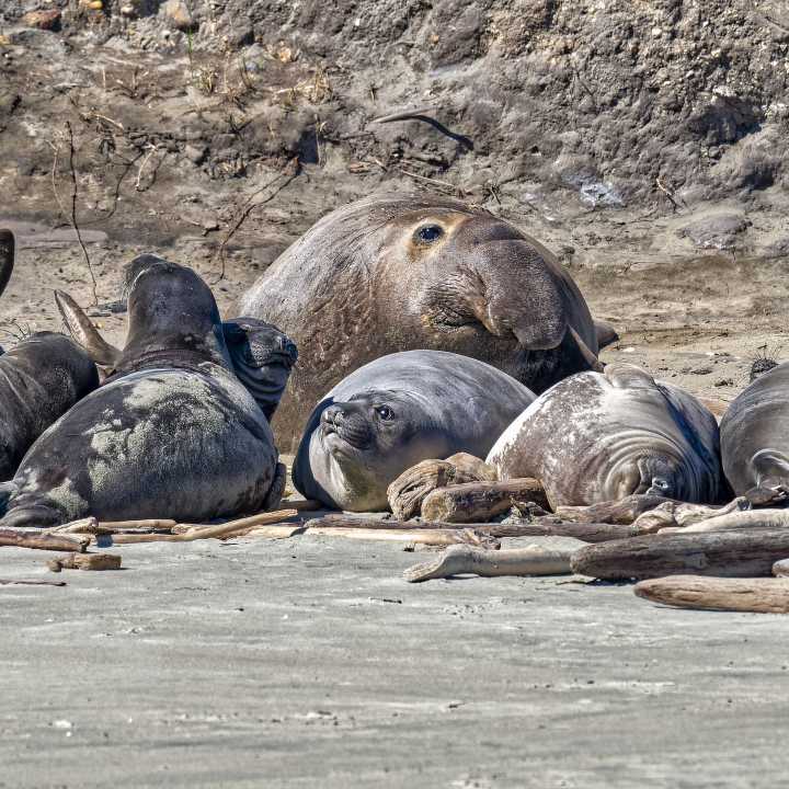 Elephant seals