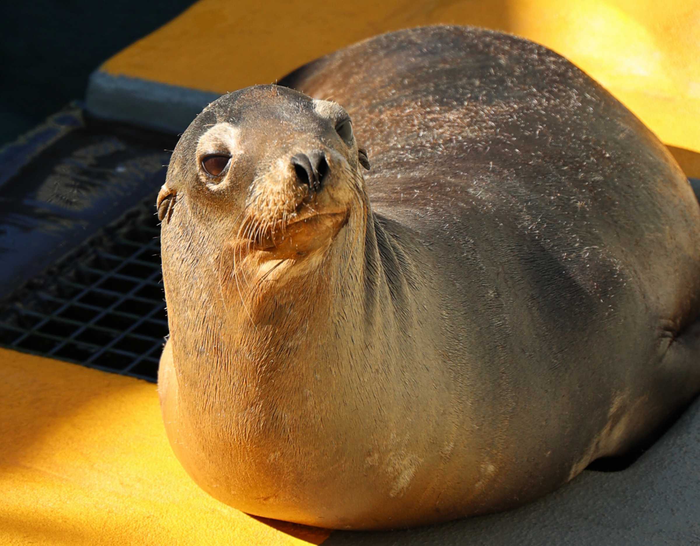 Evaluating Sense of Smell in California Sea Lions and Relevance to Domoic Acid The Marine