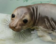 northern elephant seal pup Parsnip