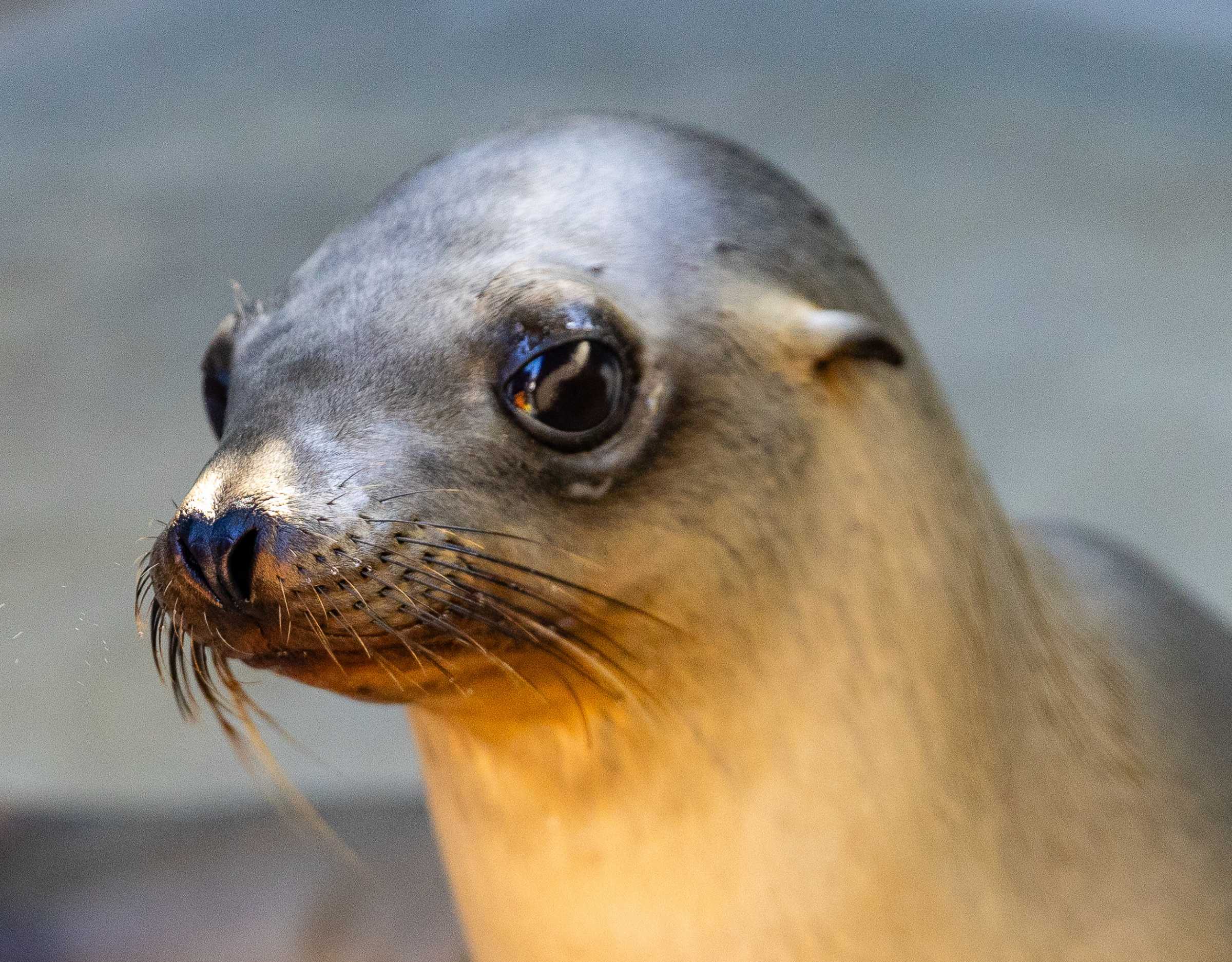 Gigi The Marine Mammal Center