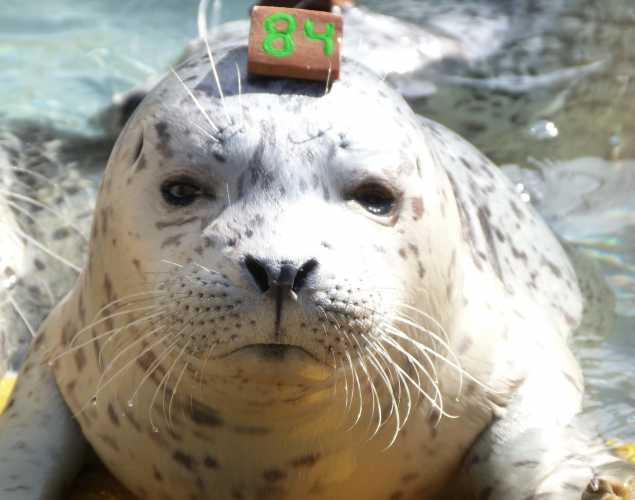 harbor seal Nomi