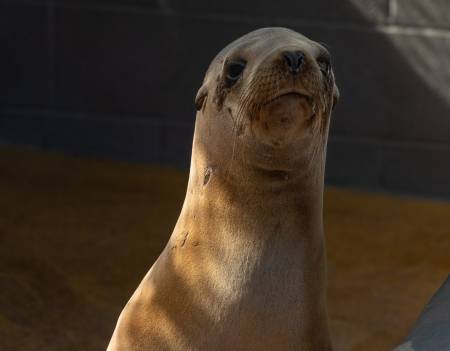Haleakala | The Marine Mammal Center