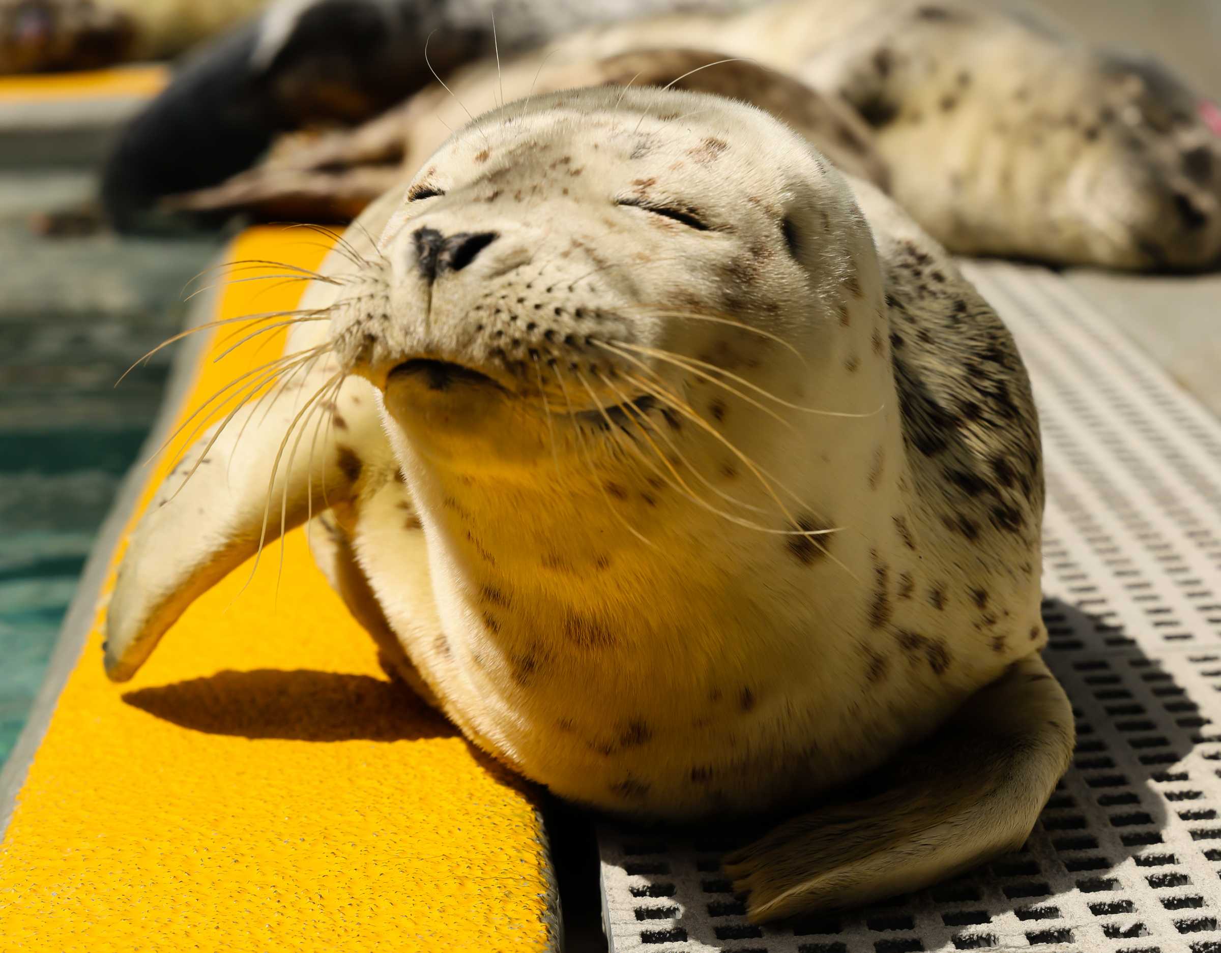 Sionna | The Marine Mammal Center