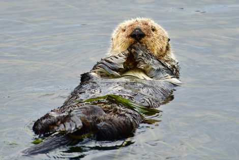 Sea otter
