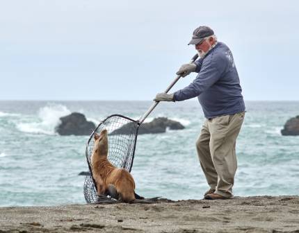 trained volunteer rescues an emaciated California sea lion