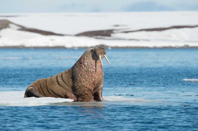 Walrus on ice