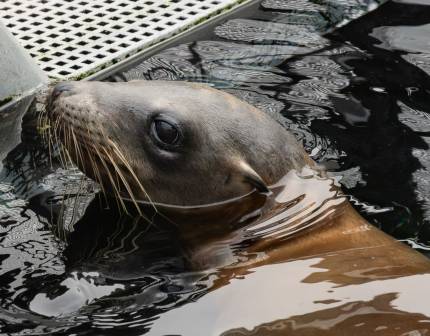 thunk california sea lion