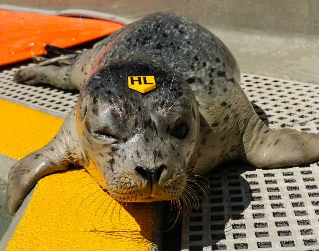 harbor seal Tadpole