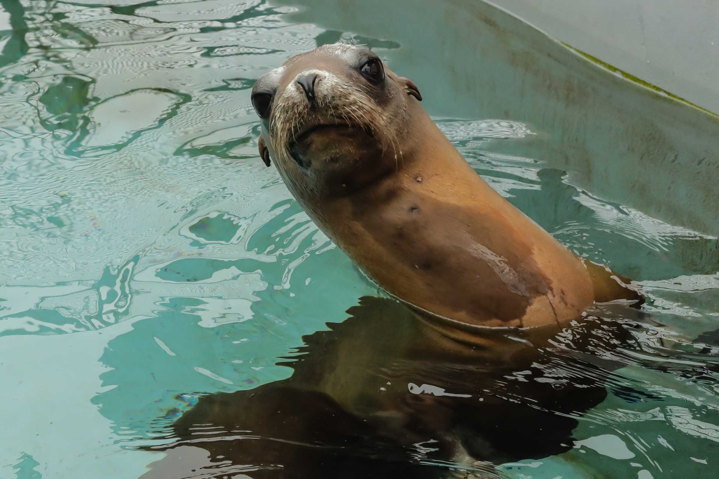 Snapper's Story | The Marine Mammal Center