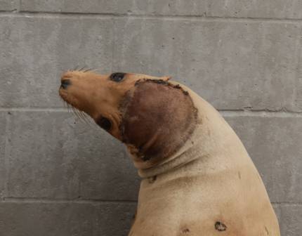 California sea lion Sayu