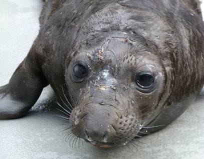 northern elephant seal Barker