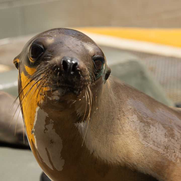 California sea lion