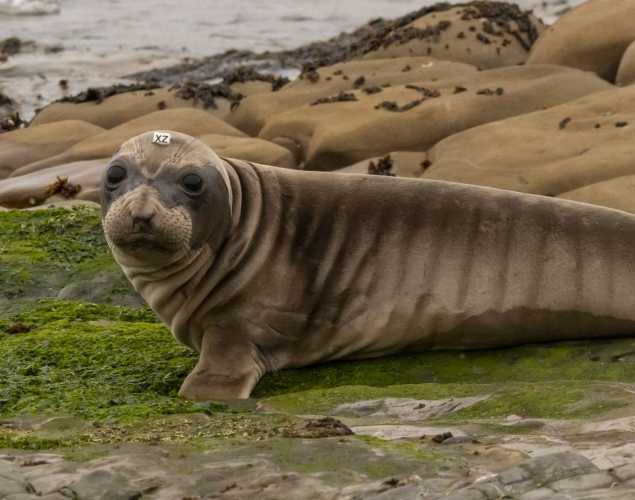 elephant seal Booplesnoot