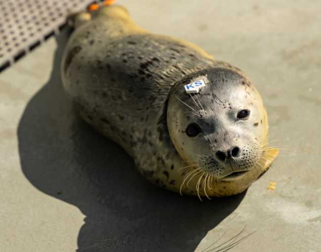 Pacific harbor seal