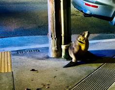 A California sea lion pup is stranded on a sidewalk in front of a car.