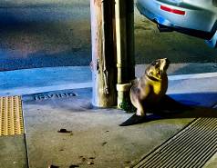 A California sea lion pup is stranded on a sidewalk in front of a car.
