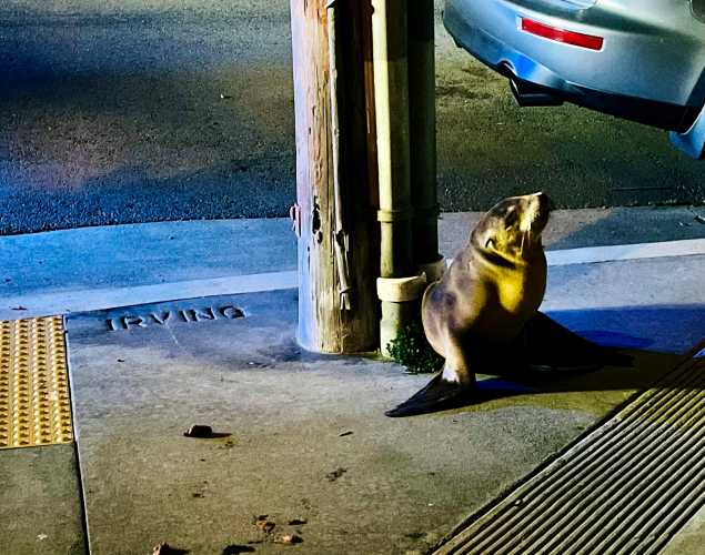 A California sea lion pup is stranded on a sidewalk in front of a car.