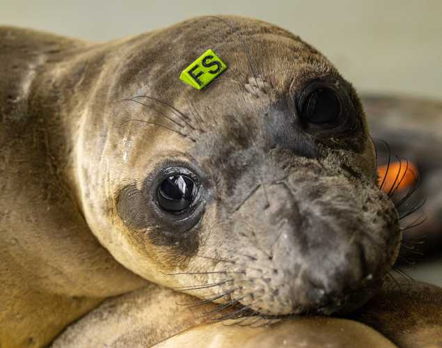 northern elephant seal Googoo