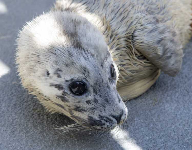 Harbor seal pup, Crabber