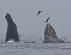 Humpback whales feeding
