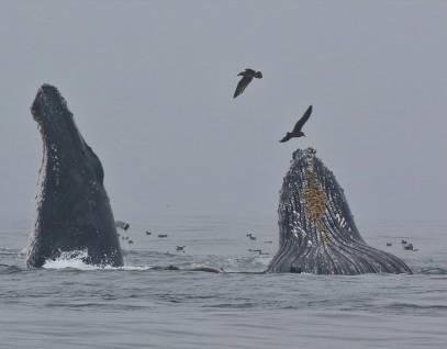 Humpback whales feeding