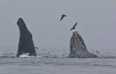 humpback whales feeding