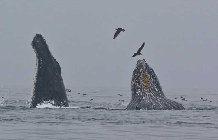 Humpback whales feeding